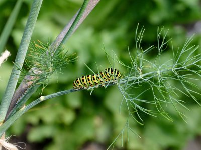 20250730-Rups koninginnenpage_ - Papilio machaon