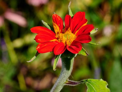 20250817-Tithonia rotundifolia