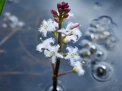 20260415-Waterdrieblad-2